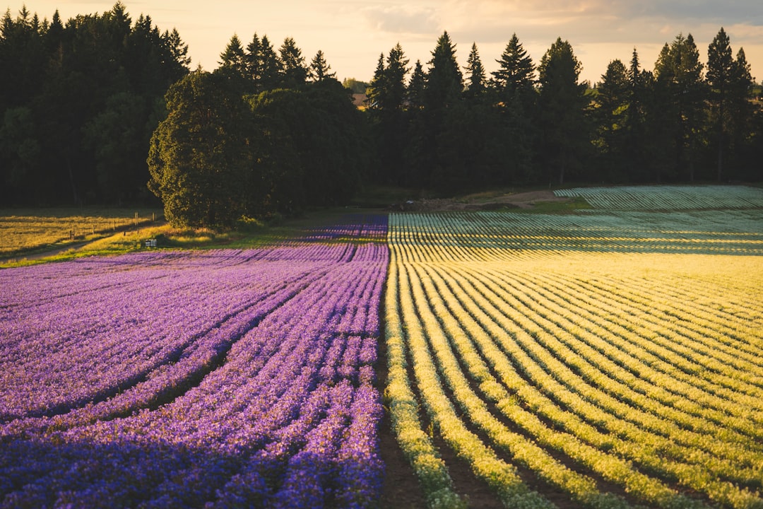 Photo Lavender field